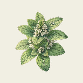 Oway Frequent Use Conditioner 50 ml - Balsam